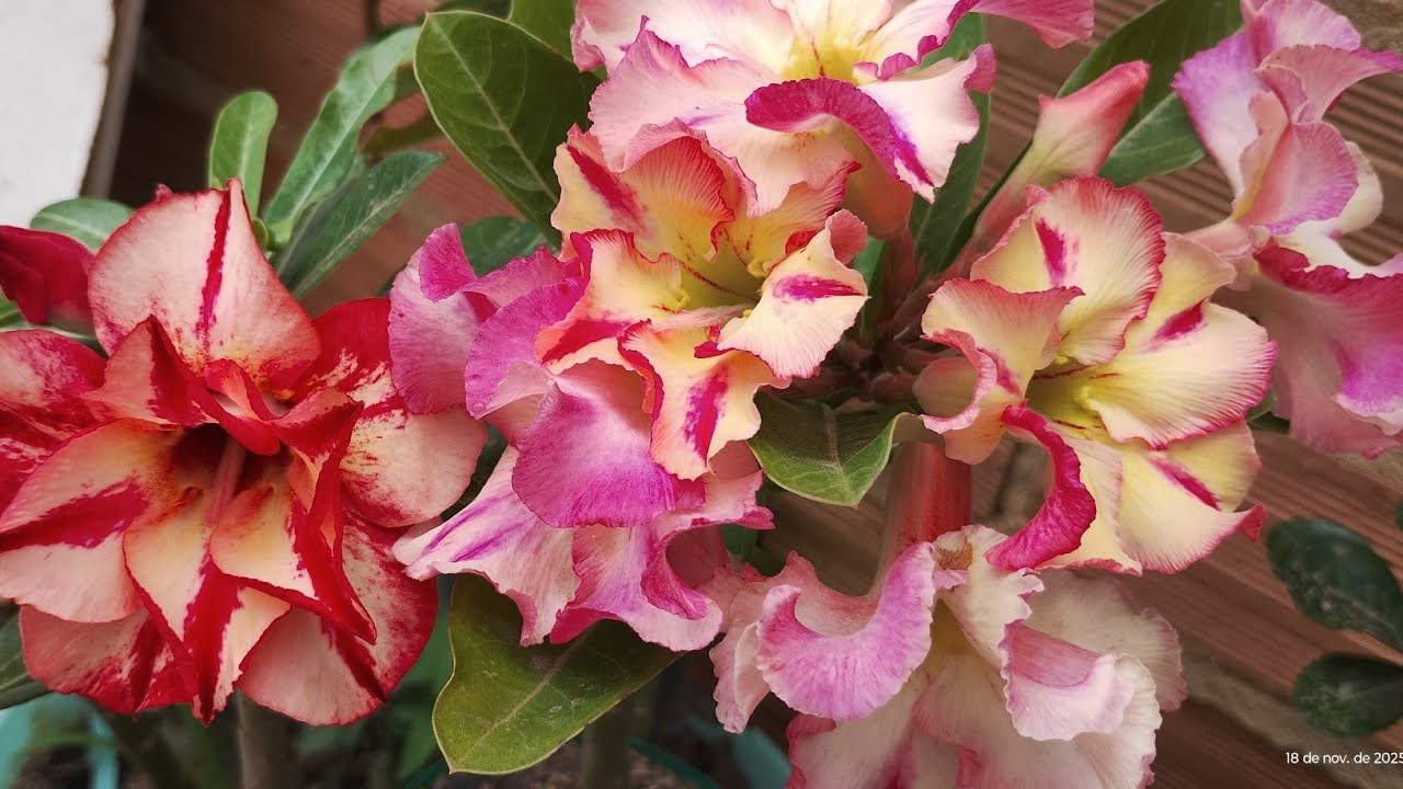 OLÁ PESSOAL BOM DIA VAMOS VER ALGUMAS FLORES 🌺🌺🤩 