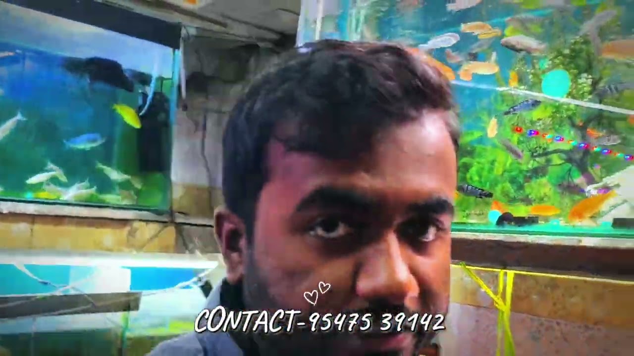 🔥🔥22nd dec stock update || @Hobbynigam ,siliguri|| mob :9547539142 ||Fishes at very low price 🔥🔥