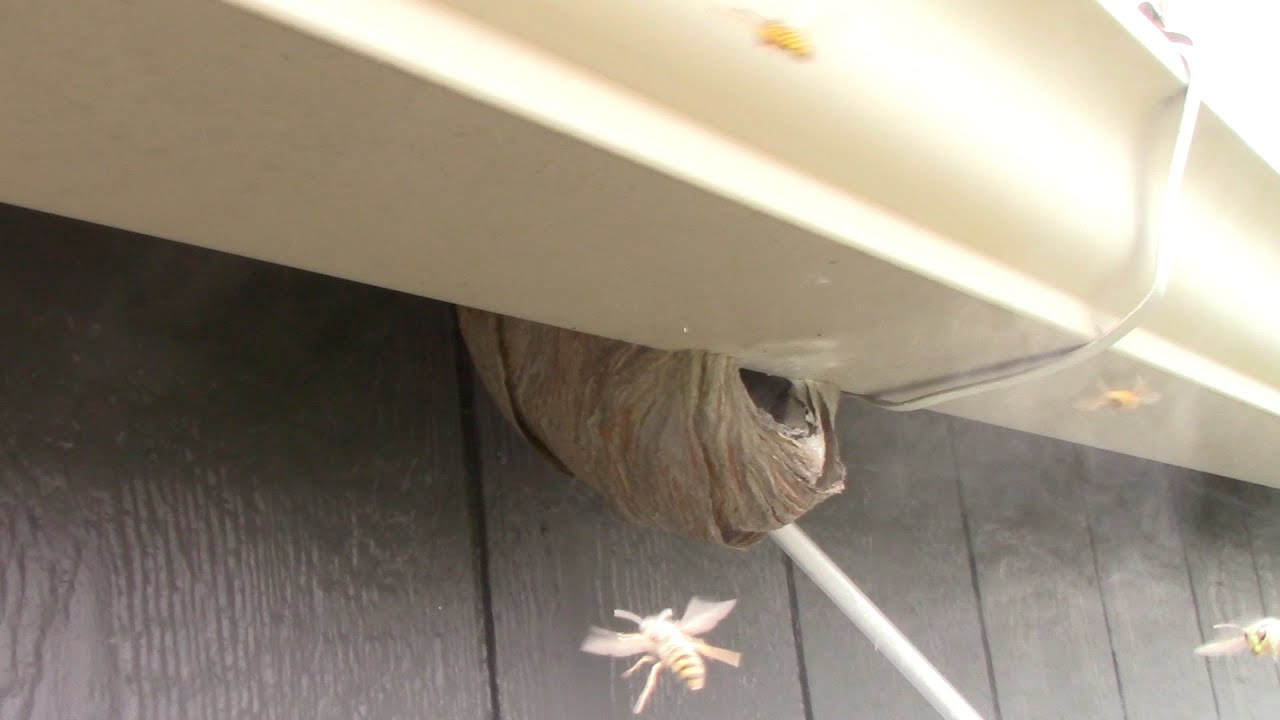 Destroying nests on sheds using a new duster