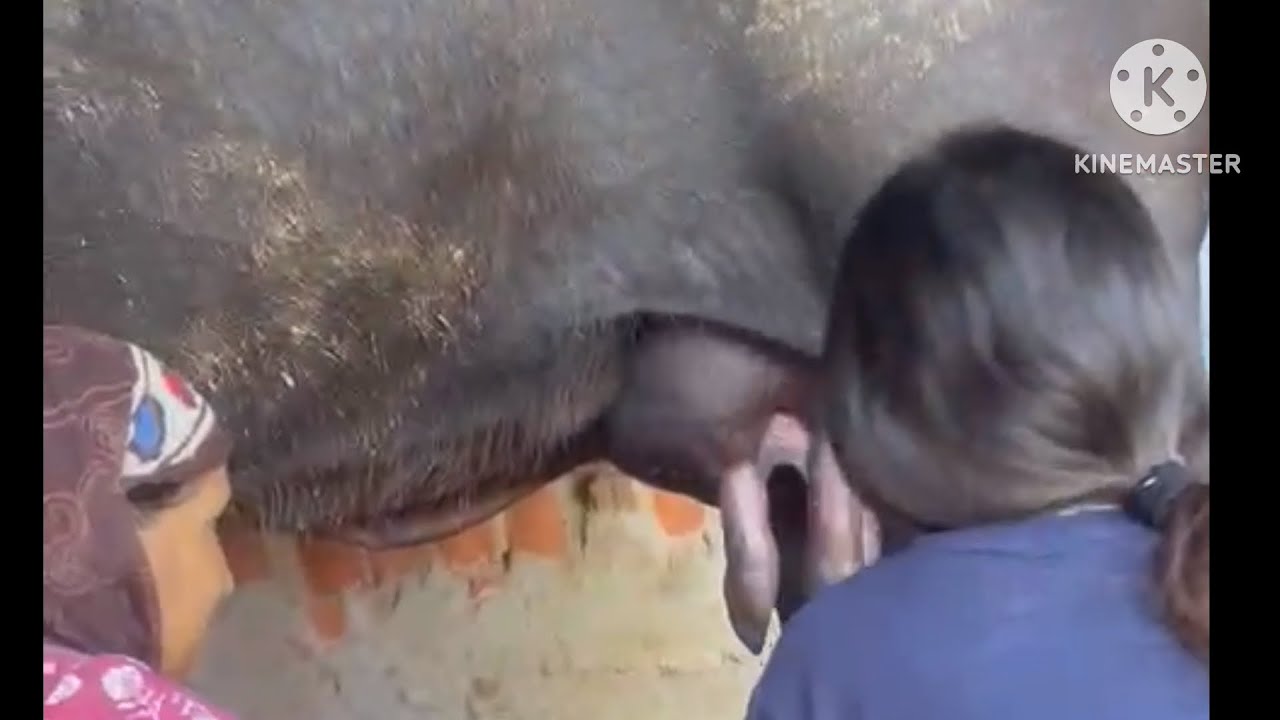 Buffalo milking Vedio Day 1 #milking#buffalo#youtubevedio#trending#ytshorts#likes#buffalovideo
