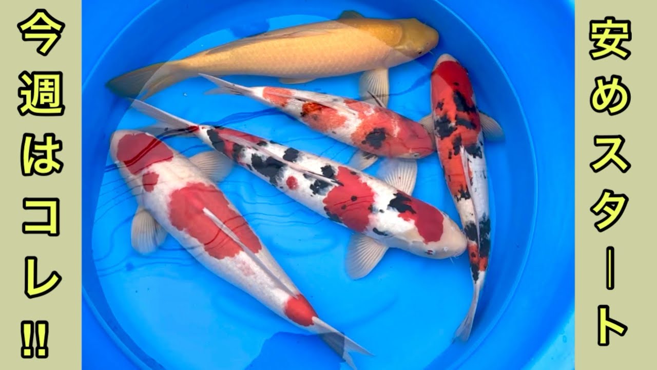 大きめの鯉たちを出品！