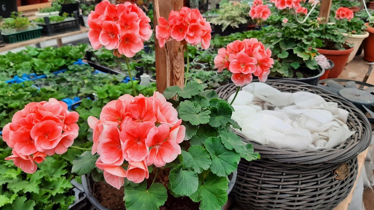 ОТ ЭТОЙ подкормки ГЕРАНЬ СТАНЕТ ЗЕЛЕНОЙ, листья позеленеют, ВСЕГО 1 ЛОЖКА этого удобрения