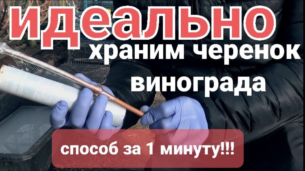 Как сохранить черенки винограда???? Лучшие способы!