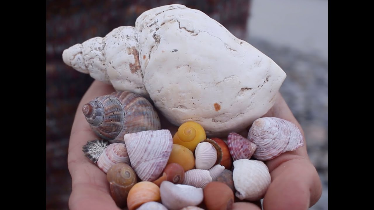 The Lives of North Ronaldsay's Shells