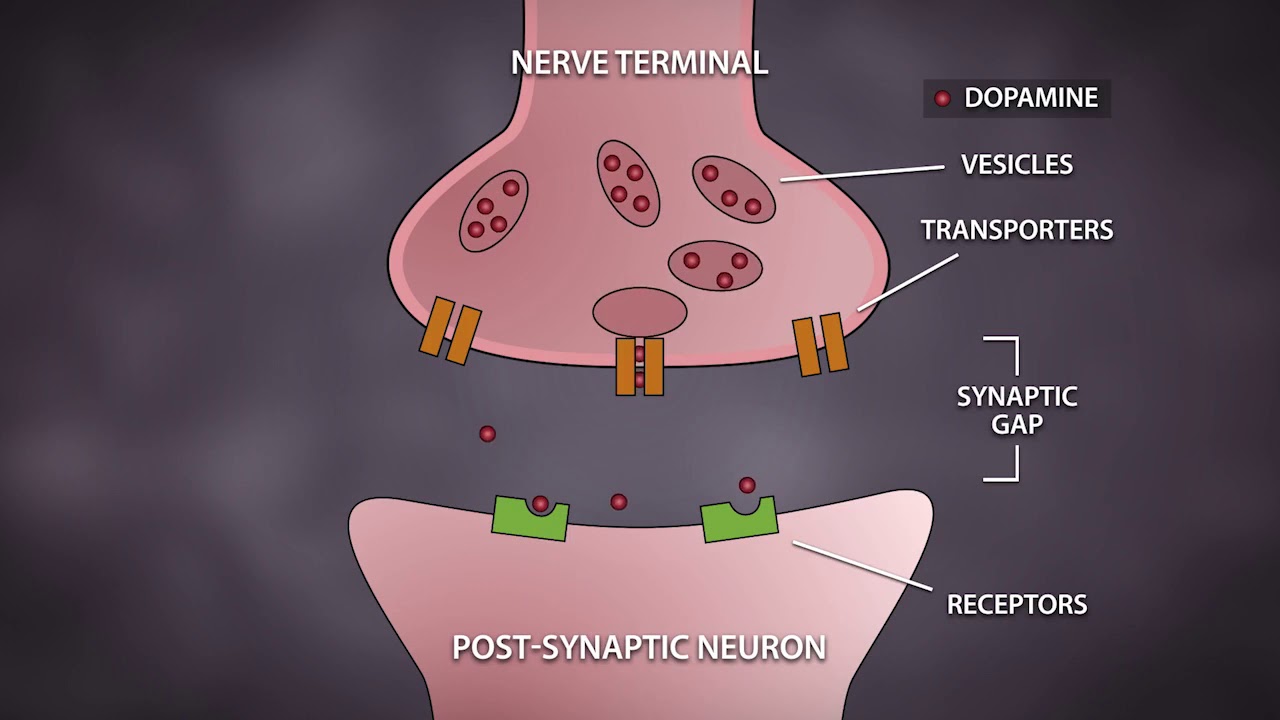 Neurotransmitters: The Chemical Messengers in the Brain - The Addicted Brain
