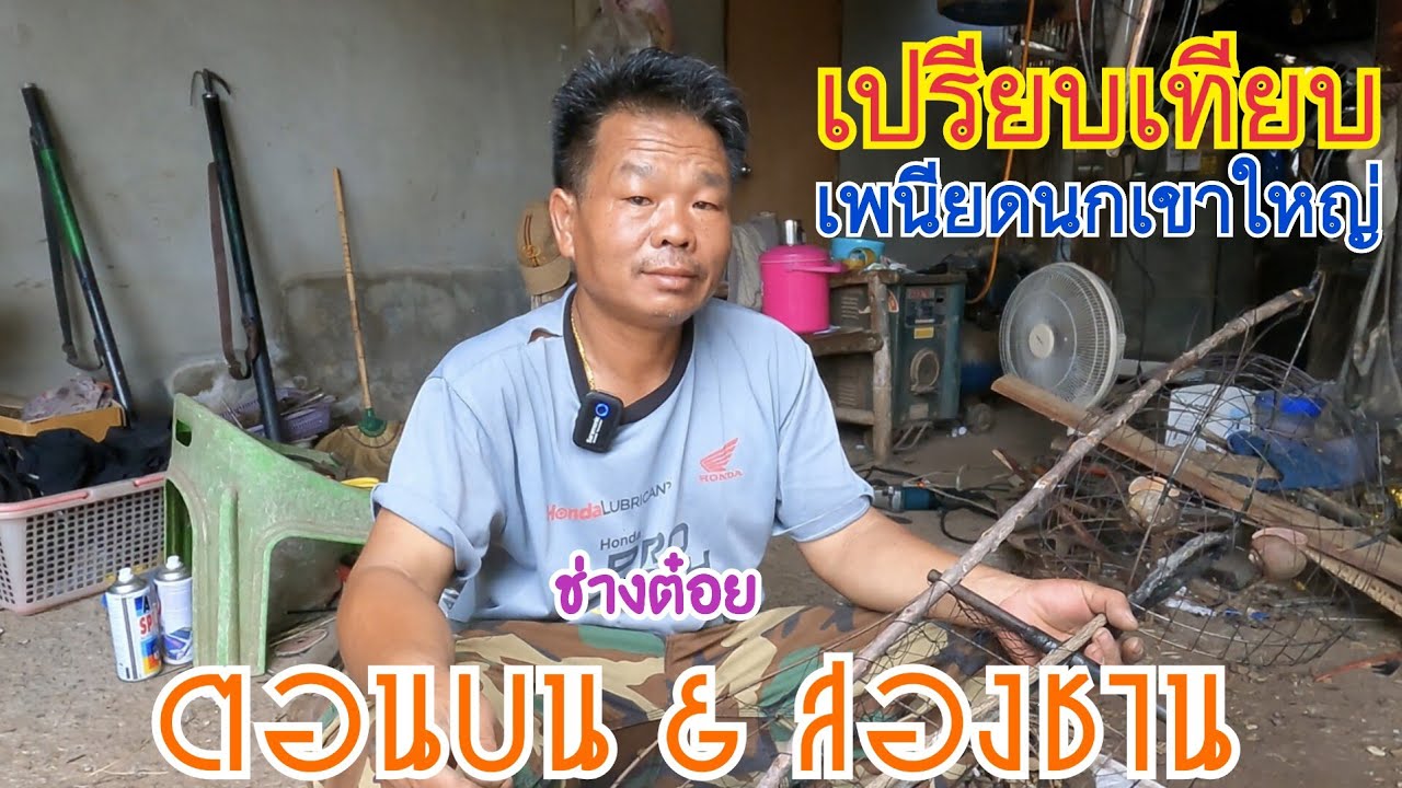 เปรียบเทียบเพนียดนกเขาใหญ่ “ คอนบน & สองชาน