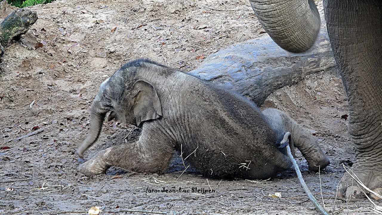 Dierenpark Amersfoort - young elephant Yindi 3 weeks old and fallen