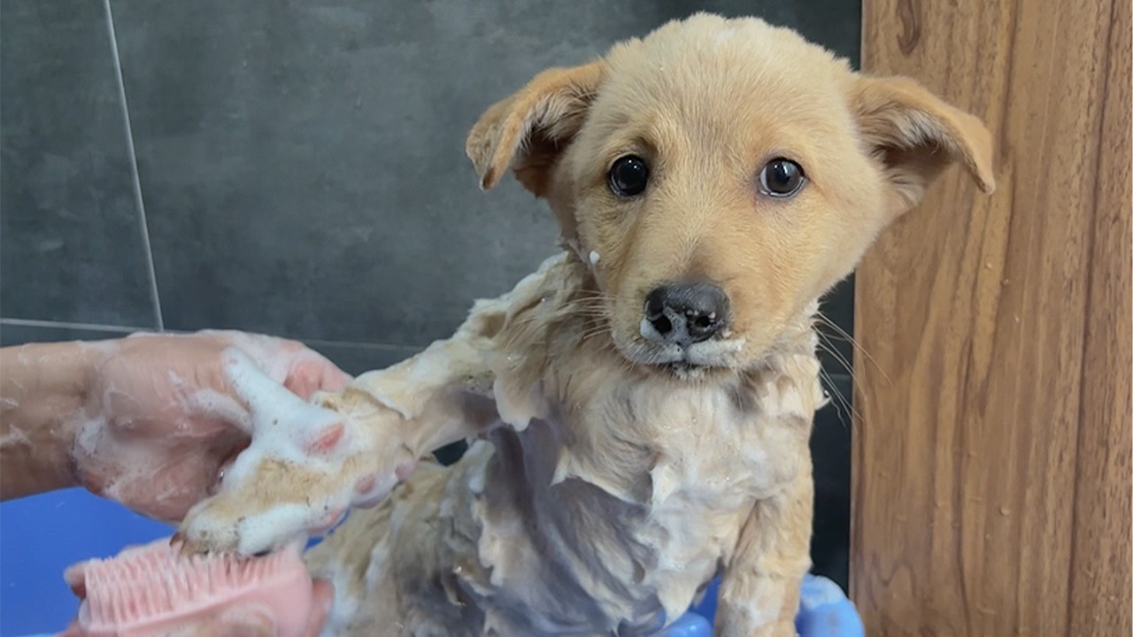 Rescued Puppy’s First Bath Ever — His Reaction Is Priceless