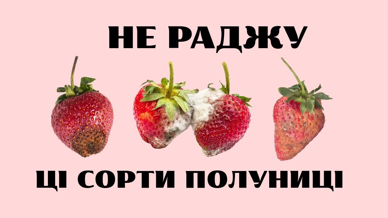 МОЯ ОБ'ЄКТИВНА ВЛАСНА ДУМКА