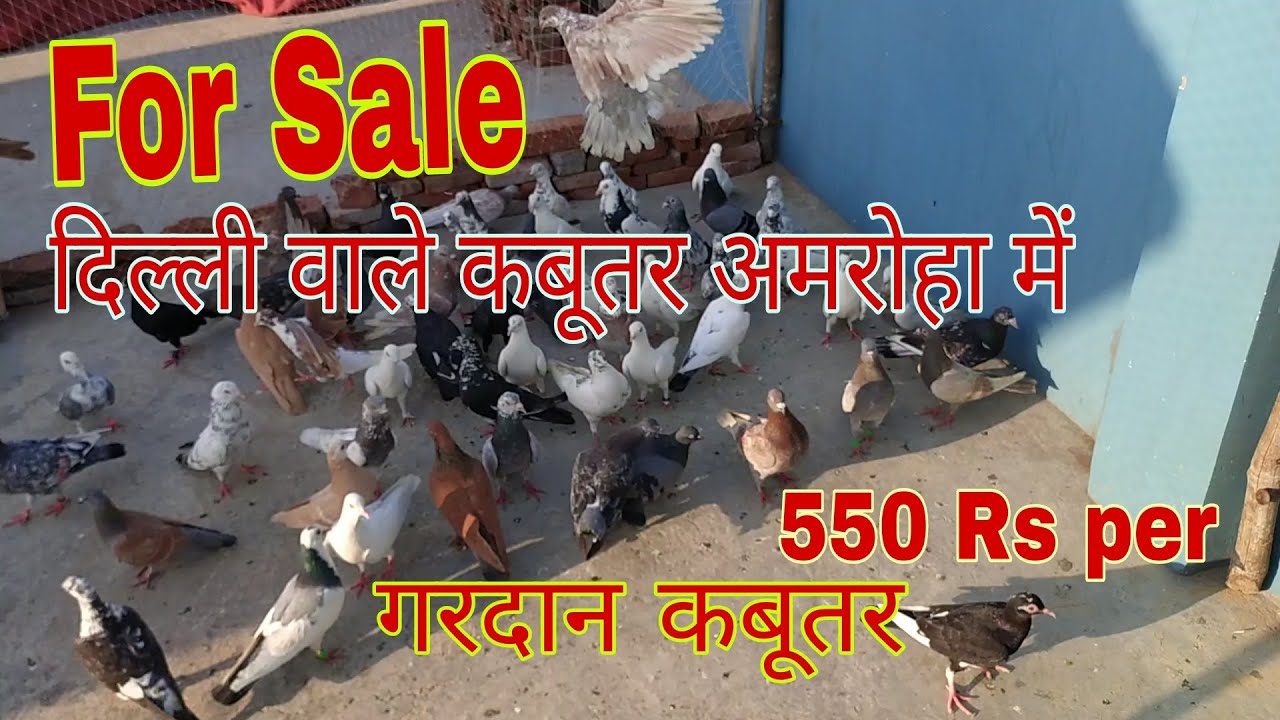 For sale gola kabootar 55 kabootar in Amroha.  Atik bhai Mobile No 9760214280 .