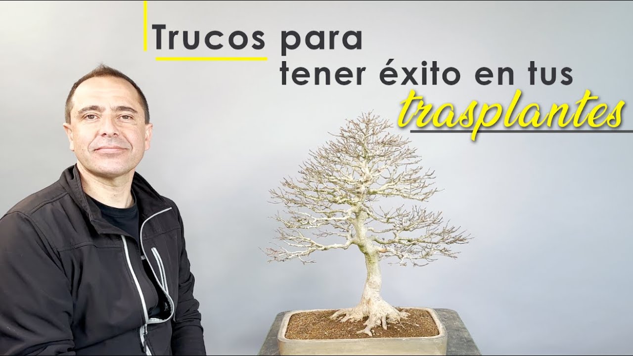 Trucos para tener éxito en tus Trasplantes