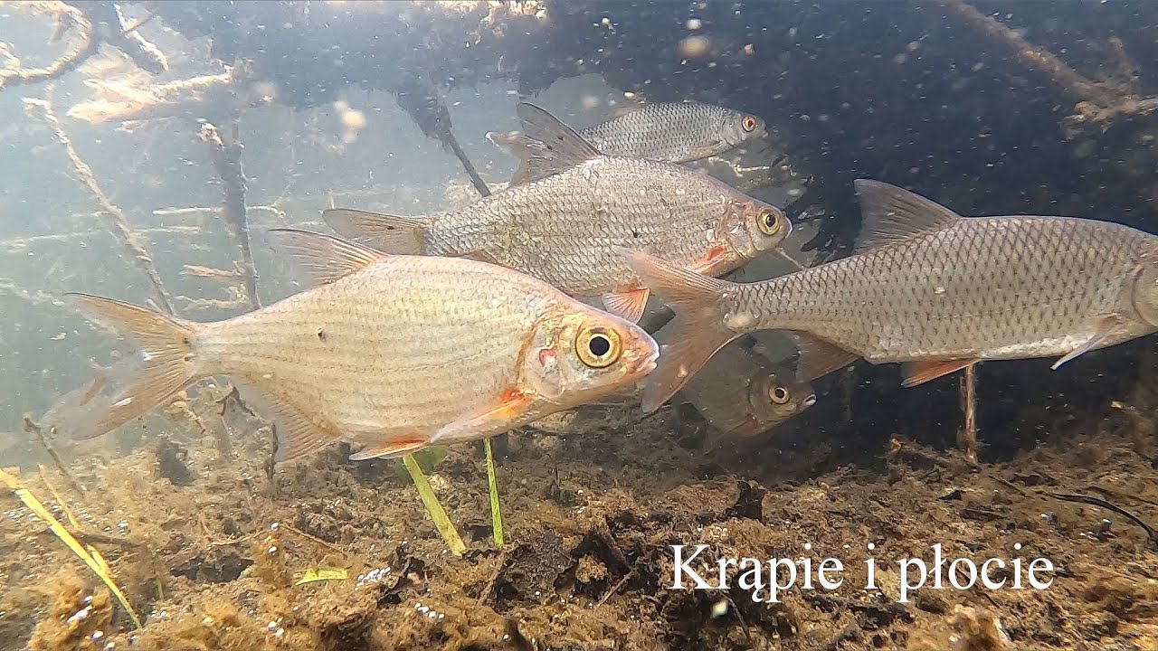 Krąpie i płocie w korzeniach. Silver bream and roach in the roots