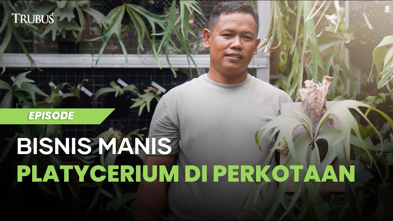 Bisnis Manis Platycerium di Perkotaan