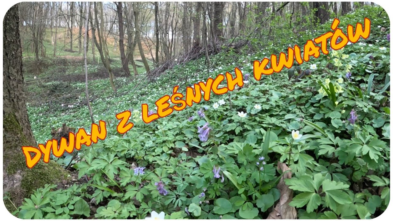 Ogród leśny pokrywa się dywanem z kwiatów- zawilce, miodunki, pierwiosnki, śledzienice, zdrojówka.