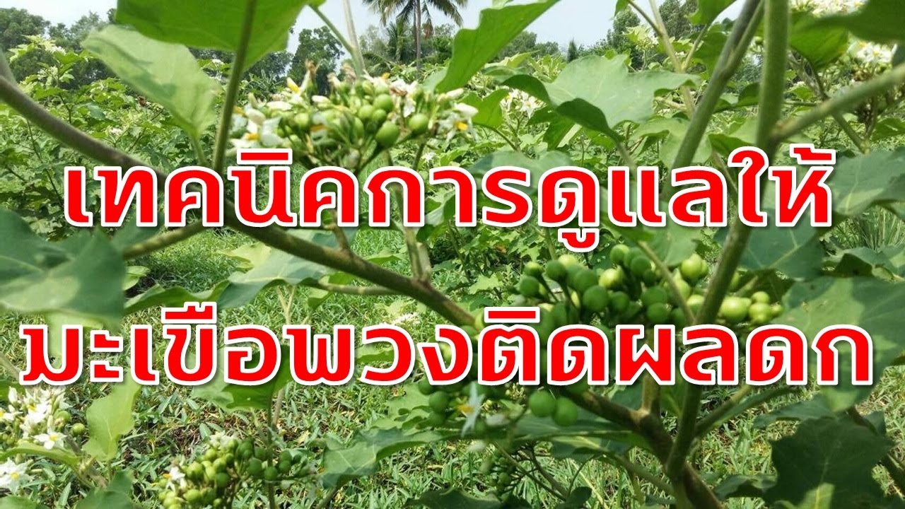 เทคนิคการดูแลให้มะเขือพวงติดผลดก