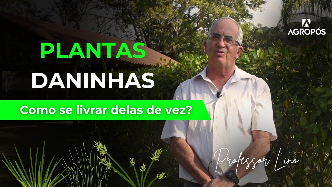 PRINCIPAIS TIPOS DE ERVAS DANINHAS