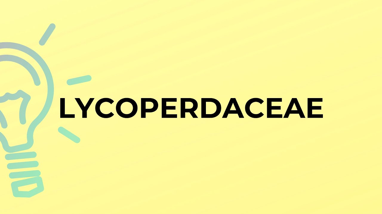 What is the meaning of the word LYCOPERDACEAE?