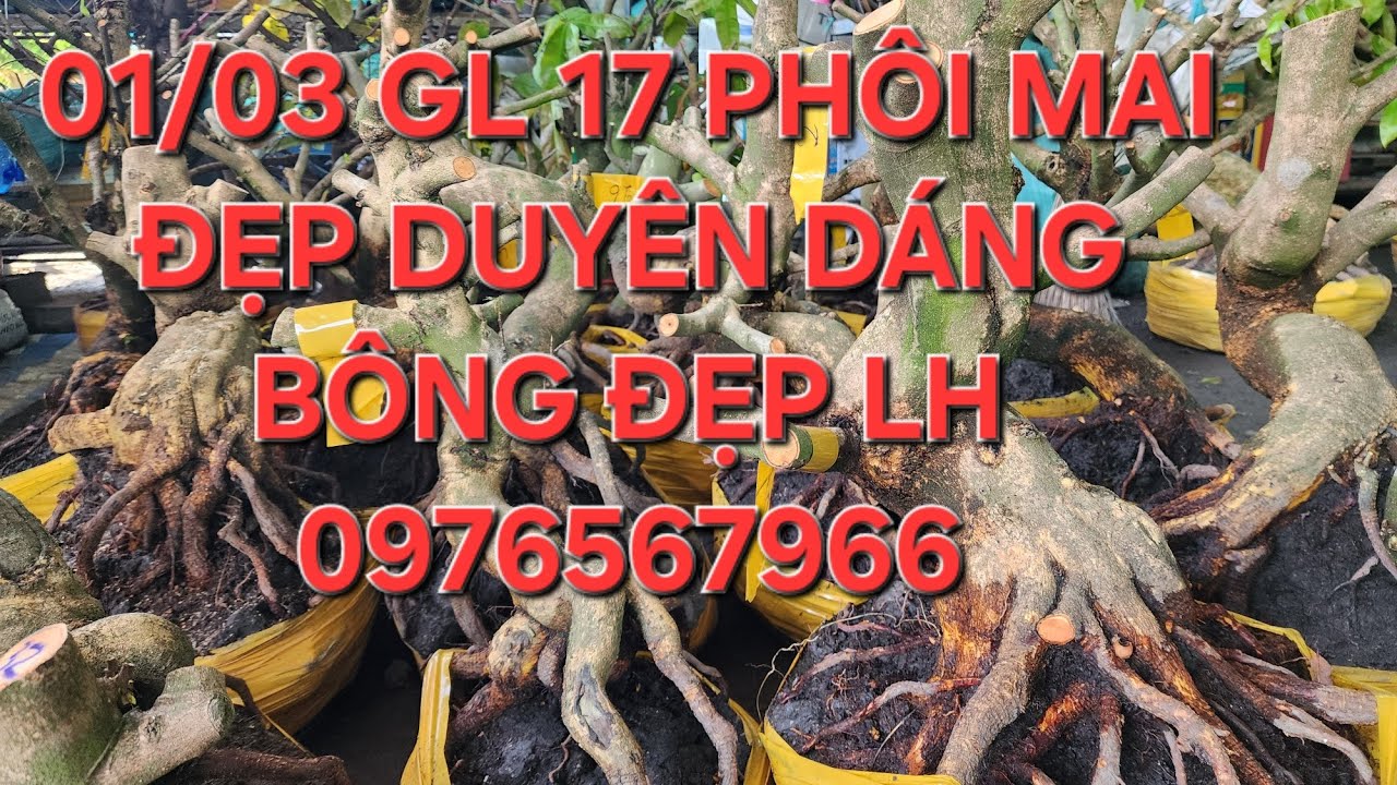 01/03 Minh nhí ☎️ 0976567966 Gl 17 phoi mai đẹp bông chùm ❤️❤️❤️