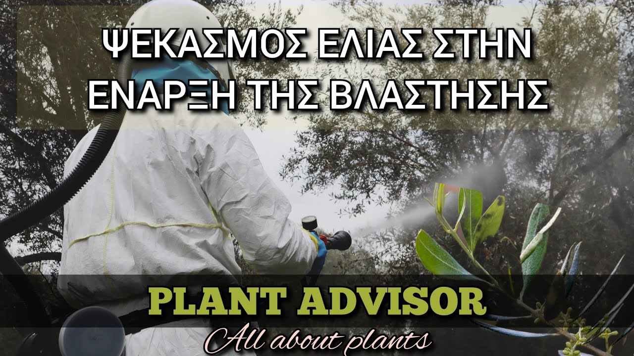 Ψεκασμός Ελιάς‼️ Φεβρουάριος-Μάρτιος‼️Έναρξη Βλάστησης‼️Plant Advisor Greece