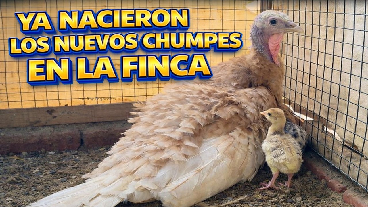 Ya nacieron LOS NUEVOS CHUMPES 🐤 en la Finca del Patechucho