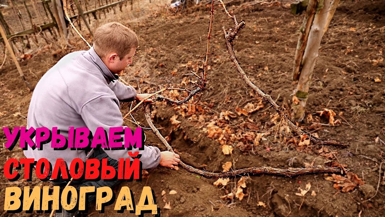 Укрытие столового винограда | Просто, надёжно, дёшево