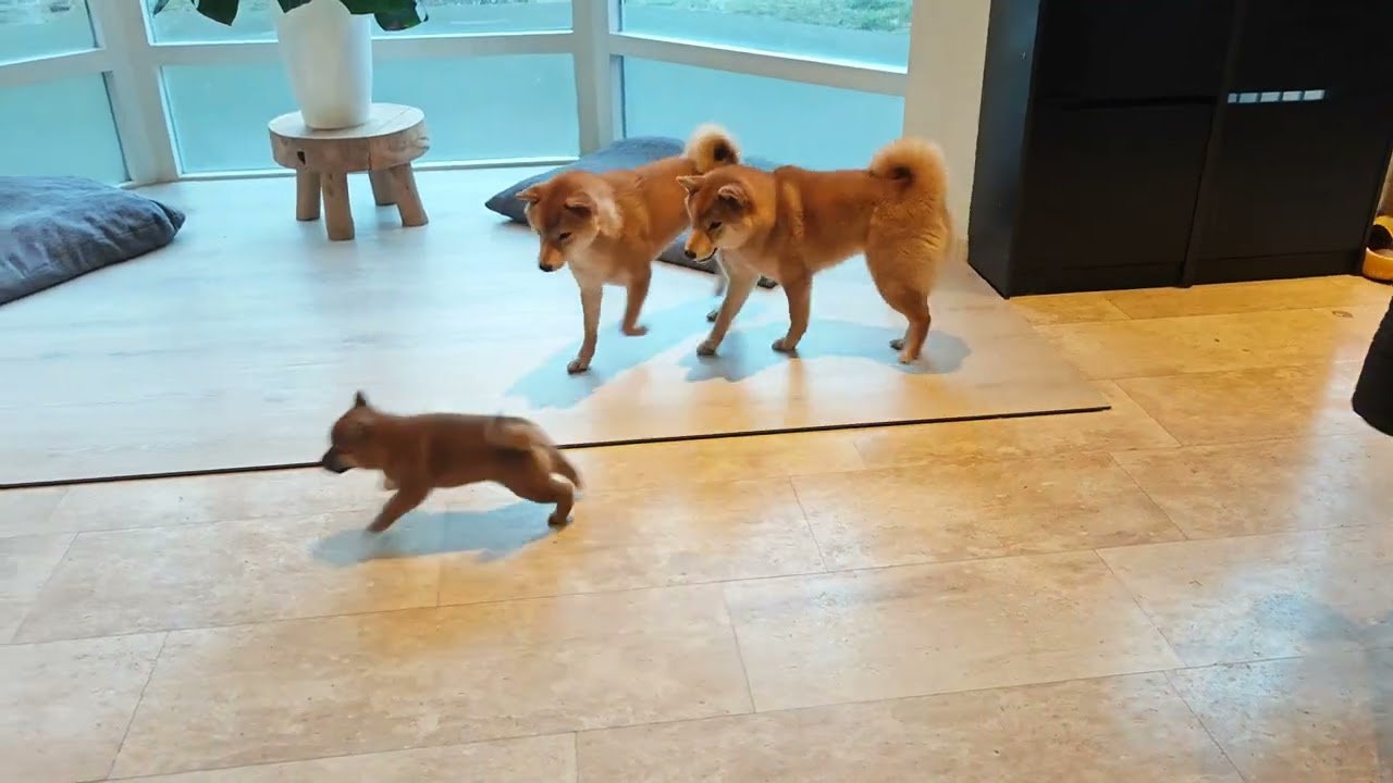 Day 53: Coda playing with her two older sisters Naomi and Lily. 