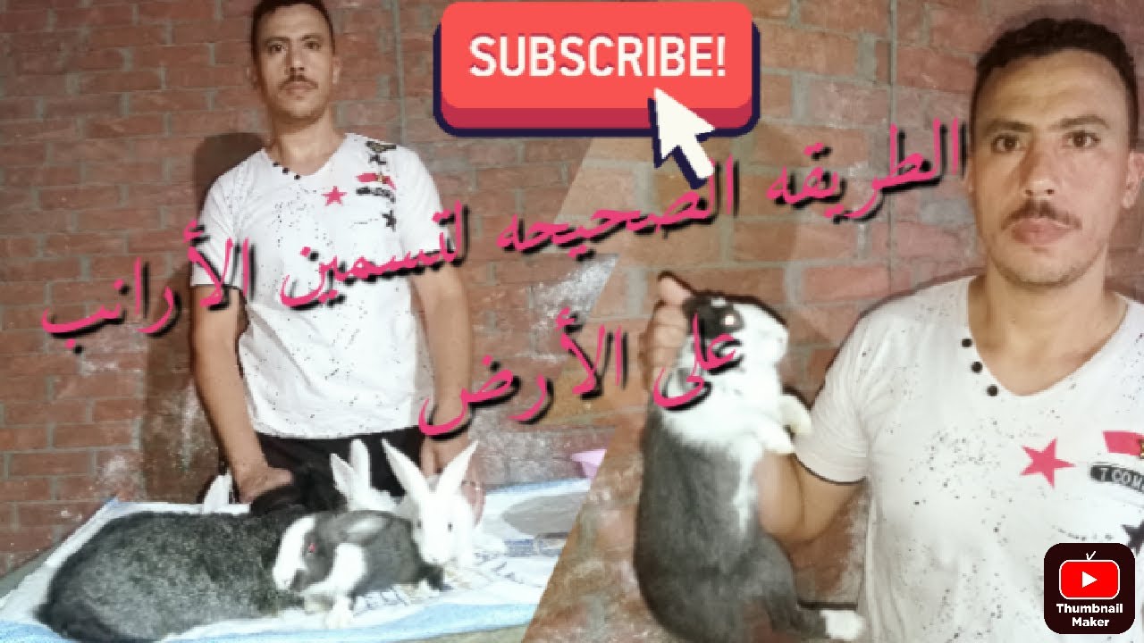 تسمين الأرانب على الأرض اليوم بيومين #rabbit