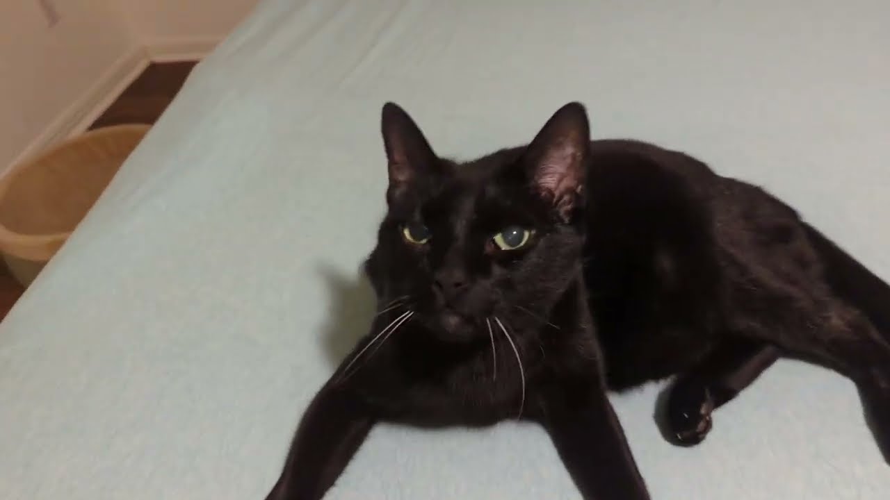Clinton the cat reveals a deep, dark secret; it might be time to send him back