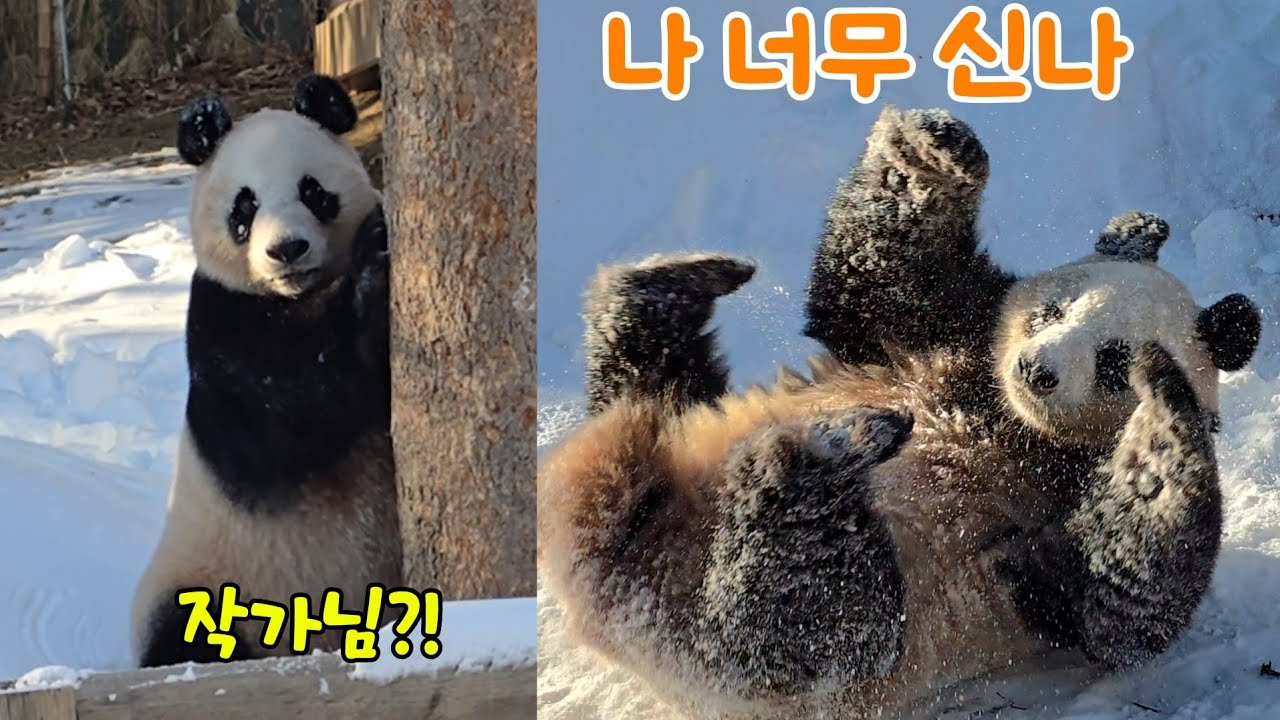 [ep.737]야외방사장에 가득 쌓인 눈보고 신나버린  아기바오♡26.01.21