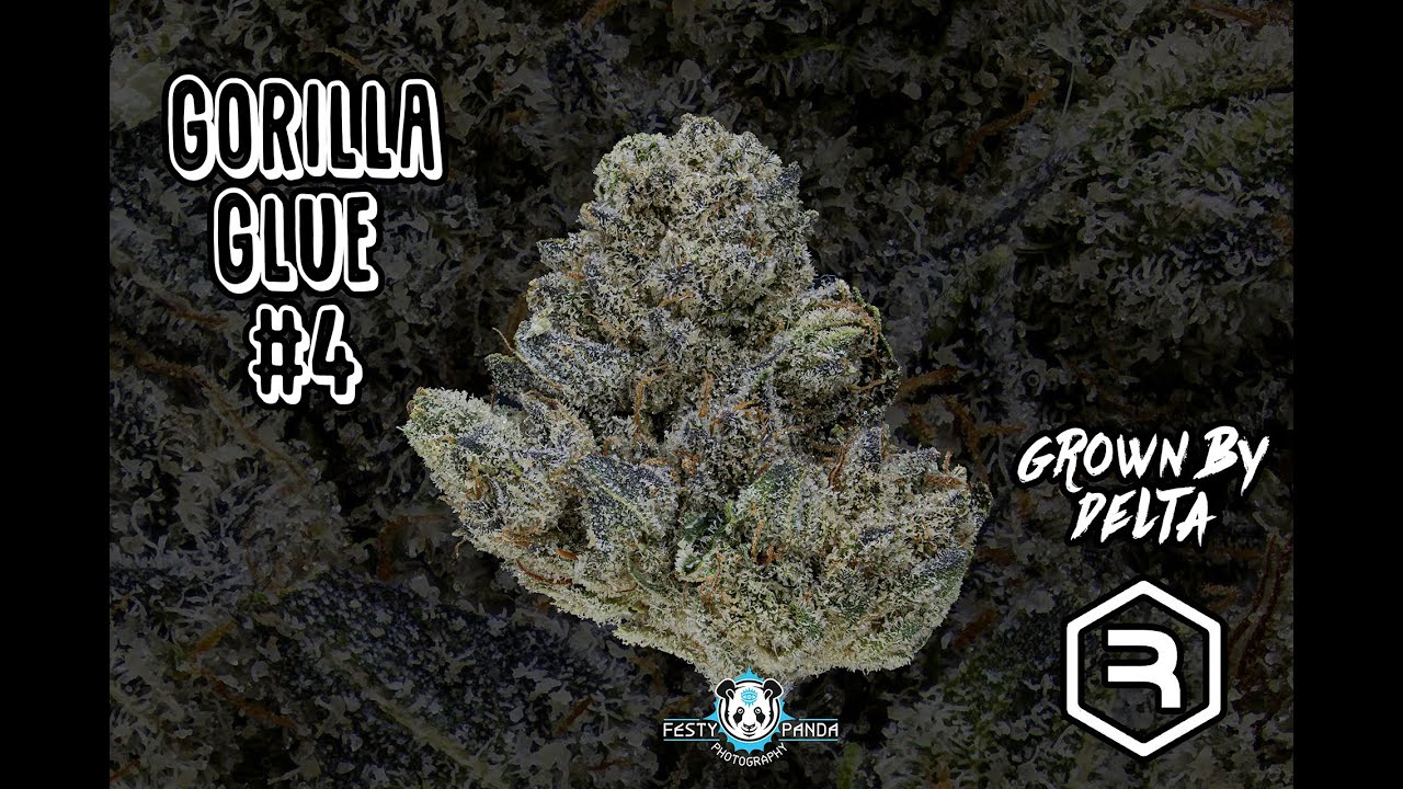 Gorilla Glue #4 Strain Review - Delta Medical - Revolution Cannabis
