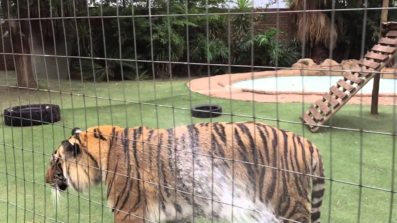 Tiger fight !
