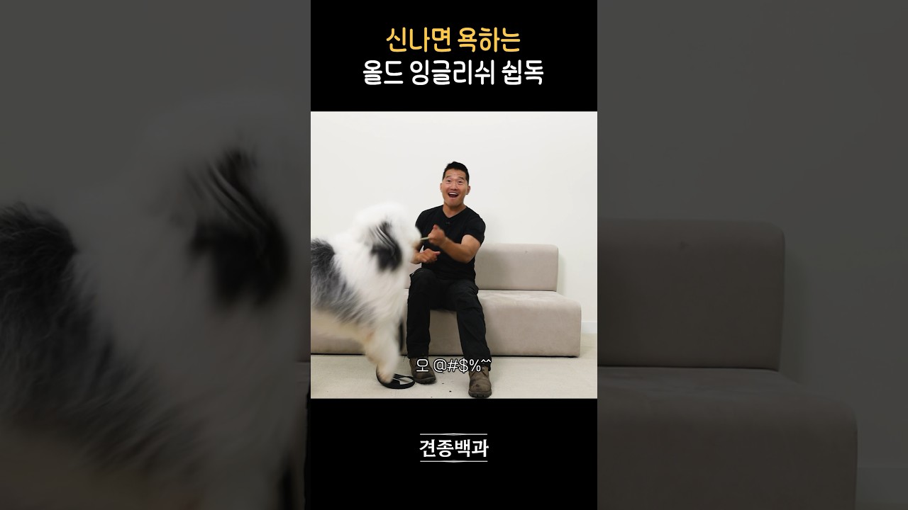 대형견 두 마리가 노는 중