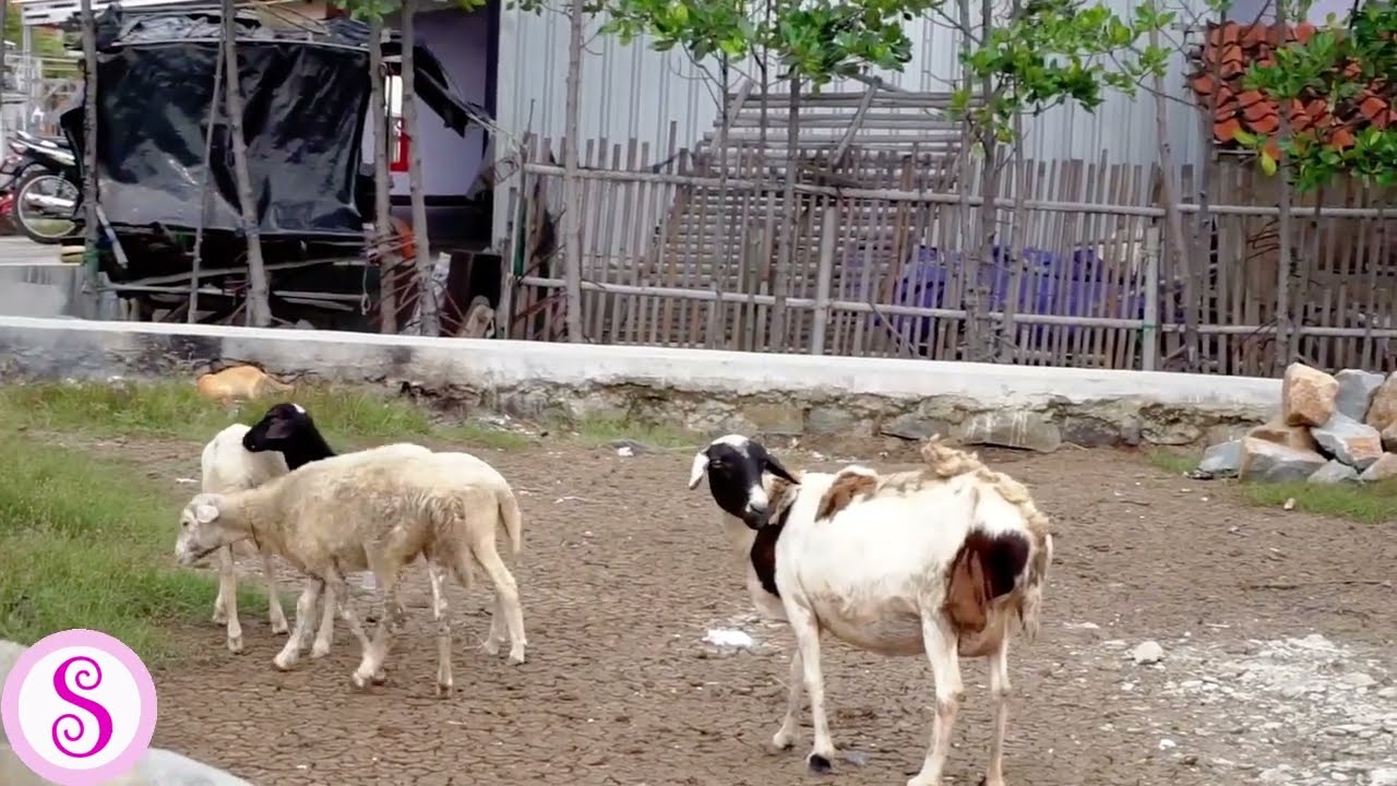 suara kambing | Sofia Suara