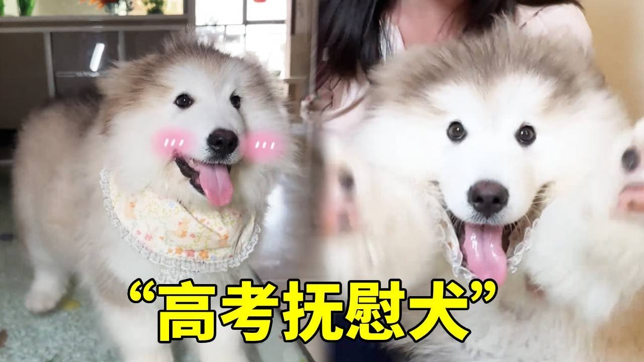 今天来遛一只很特别的狗狗，据说是因为小主人临近高考压力很大，妈妈专门买来陪伴他的简直不要太可爱！【疯铲姐妹】