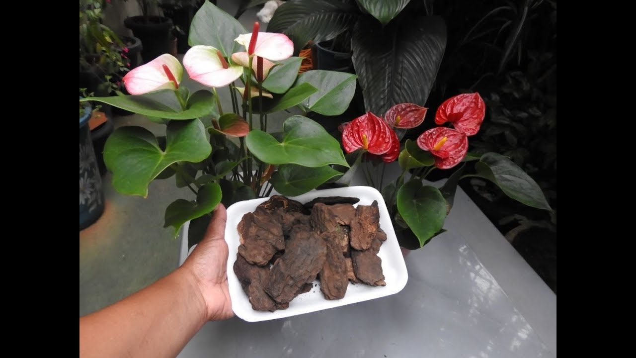 🔶( DICAS DE OURO) PARA ANTÚRIOS FLORESCER🌷 COMO PLANTAR E SUBSTRATO IDEAL 😘💕🌷