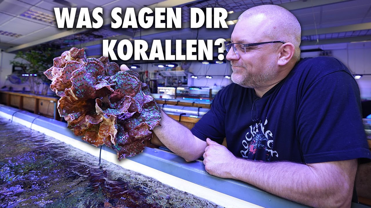 Indikatorkorallen - Wasserwerte durch KORALLEN erkennen? - Fauna Marin