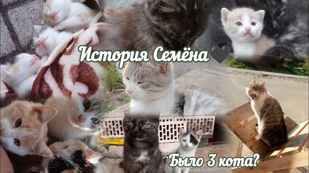 История Семёна🖤 Было 3 кота?😽
