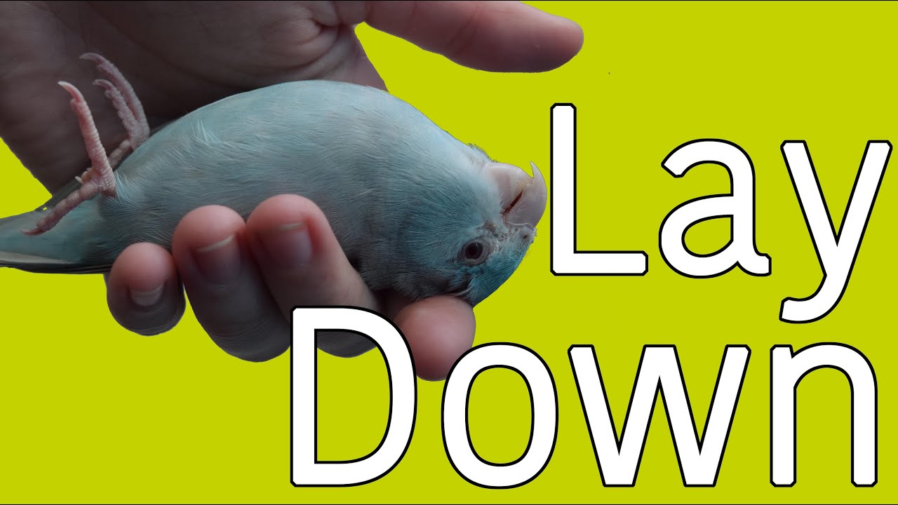 Training Tutorial | Lay Down