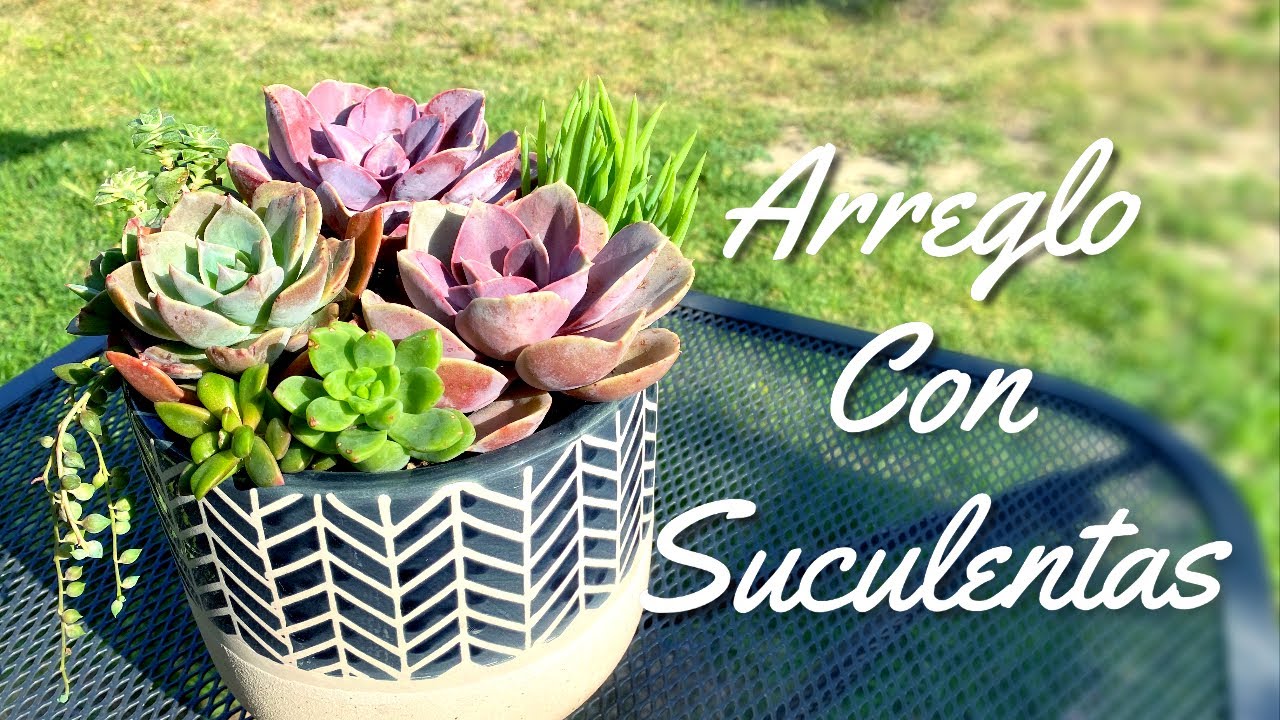 Arreglo con Suculentas |  Perle Von Nurmberg | Succulent Arrangement