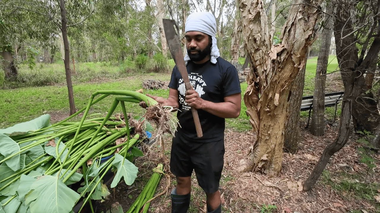 Starting My Own Taro Farm In Australia🇦🇺