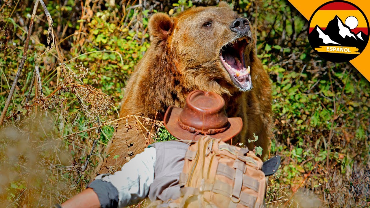 ATAQUE DE OSO GRIZZLY | Brave Wilderness Español