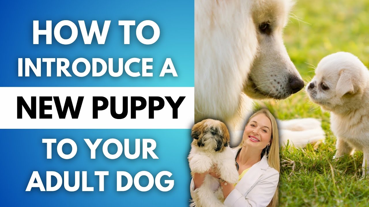 How to introduce a New Puppy to your Jealous Dog!? | 101 Pet Safety Tips