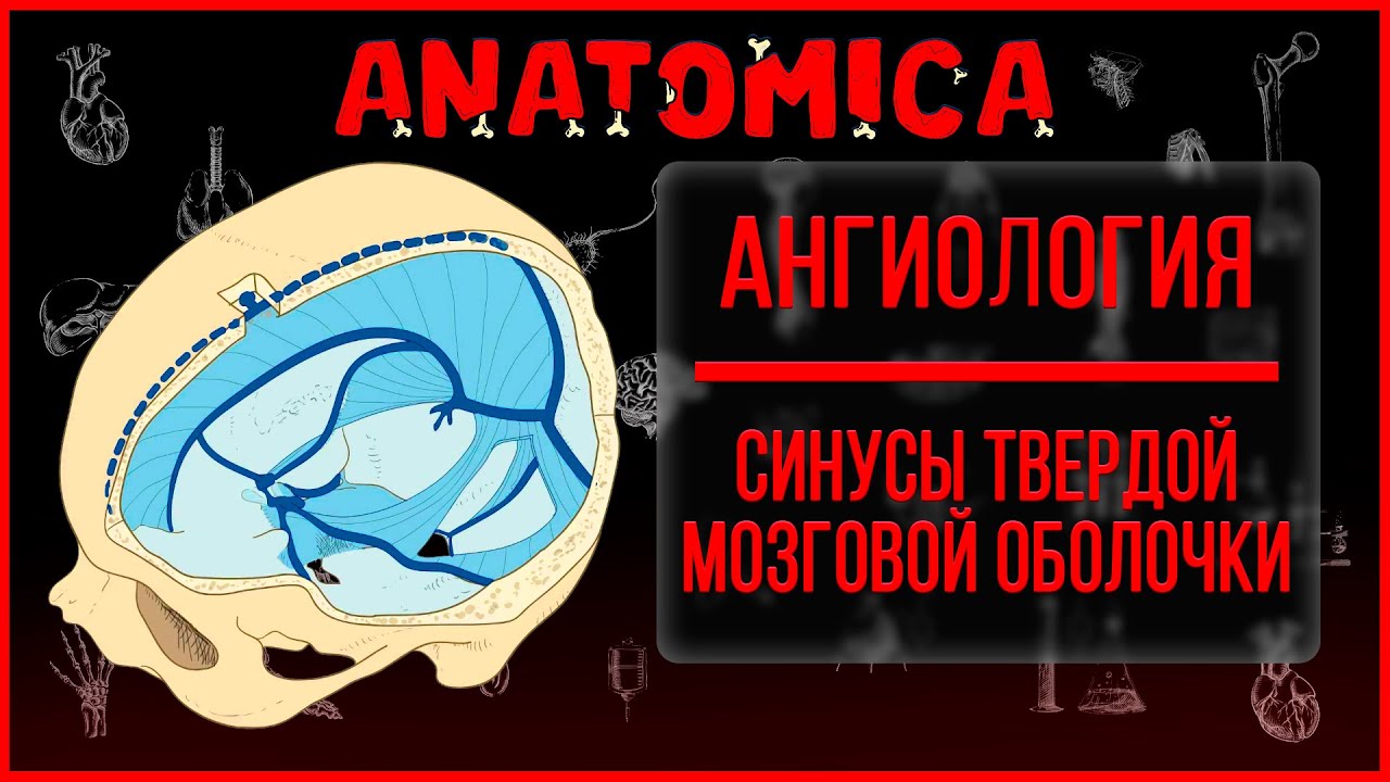 Синусы твердой мозговой оболочки /Ангиология