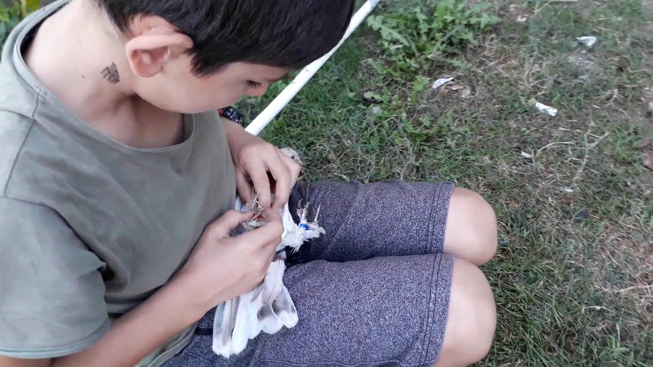 Güvercinlerde son durum!!! Güvercine bilezik nasıl takılır?