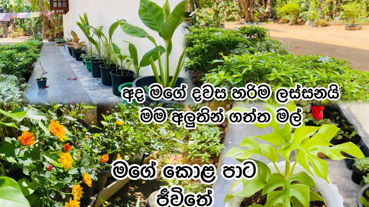 මගේ කොළපාට ජීවිතෙන් දවසක්🌷🪴#homegardening #home #dailyvlog 