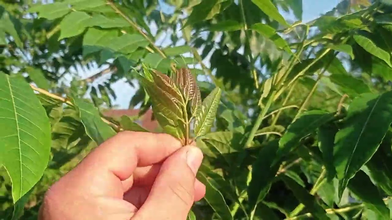 Der Chinesische Gem&uuml;sebaum - ein kurzes Pflanzenportrait
