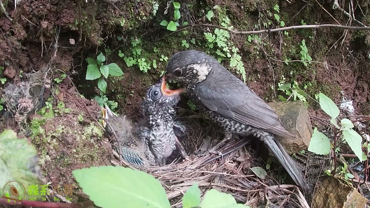 The parasitic cuckoo is hungry. It not only pecks people, but also its mother寄生的杜鹃鸟饿急了，不仅啄人，还啄鸟妈妈
