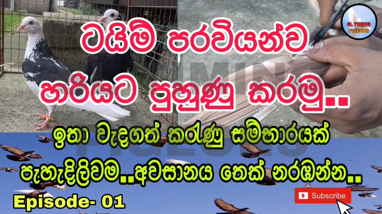 ටයිම් පරවියන්ව හරි විදිහට පුහුණු කරමු..  Episode - 01 / How To Train Timer Pigeons..