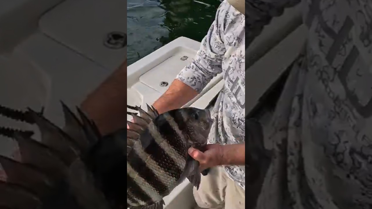 Мгновенный укус Sheepshead #рыбалка #рыбалкаsheepshead #sheepshead
