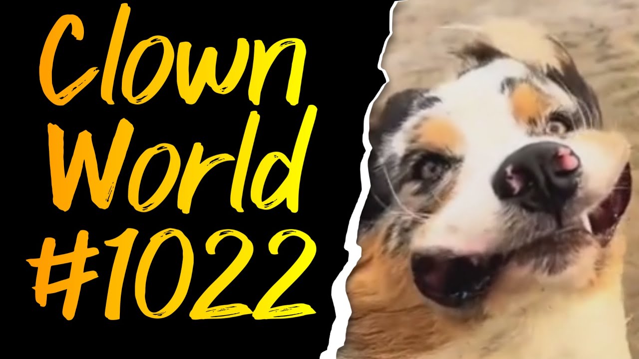 Who Spoke to Me? | Doggos | Clown World #1022